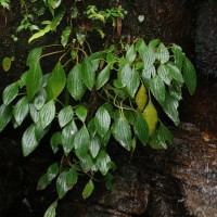 Impatiens lancifolia C.Bandara, Atthanagoda & Kariyawasam